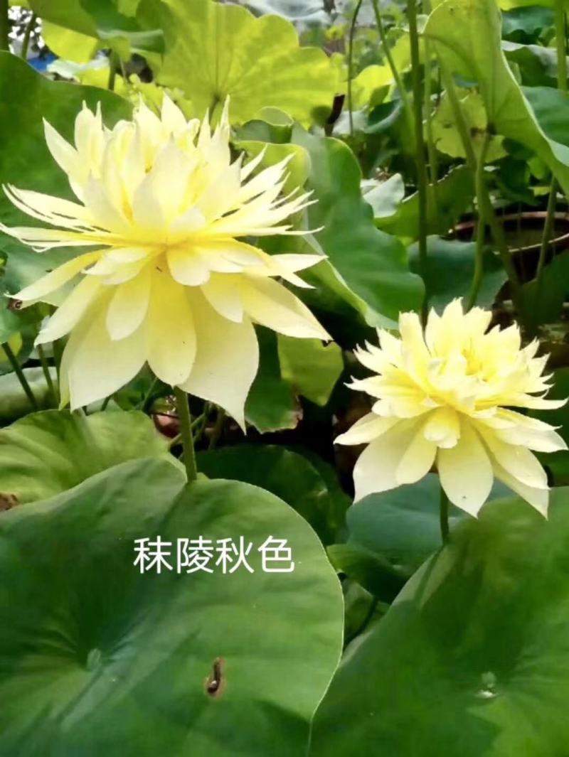 山东荷花苗精品荷花盆栽重瓣荷花产地直发保障成活率
