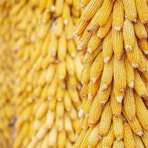 玉米，陕北玉米，精品新上市玉米粒！大量有货