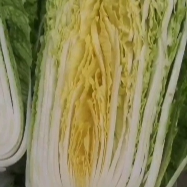 大白菜，黄心大菜有需要的联系我