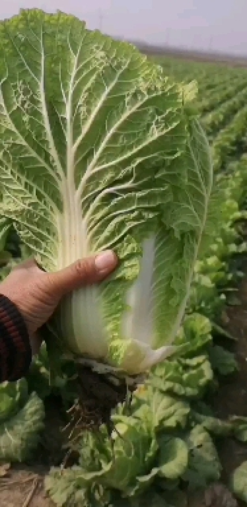 大白菜，黄心大菜有需要的联系我