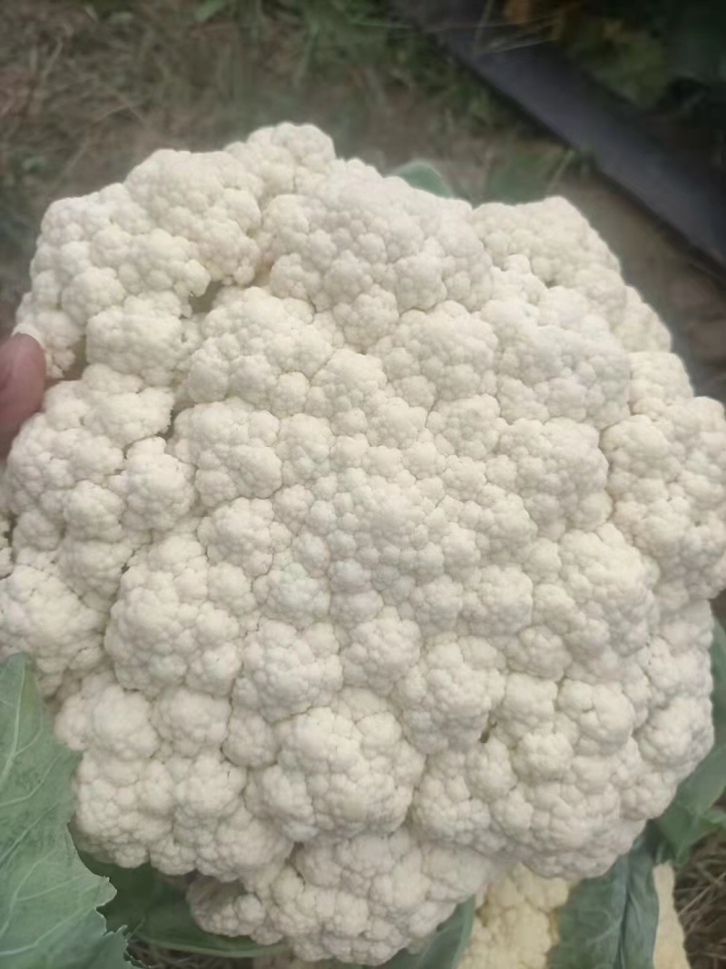 青梗散花菜苗有机松花菜苗小米粒菜花苗根系发达易成活