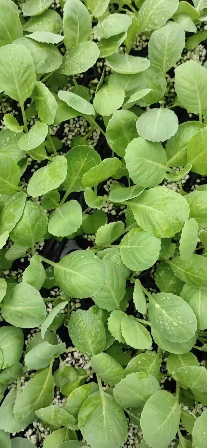 青梗散花菜苗有机松花菜苗小米粒菜花苗根系发达易成活
