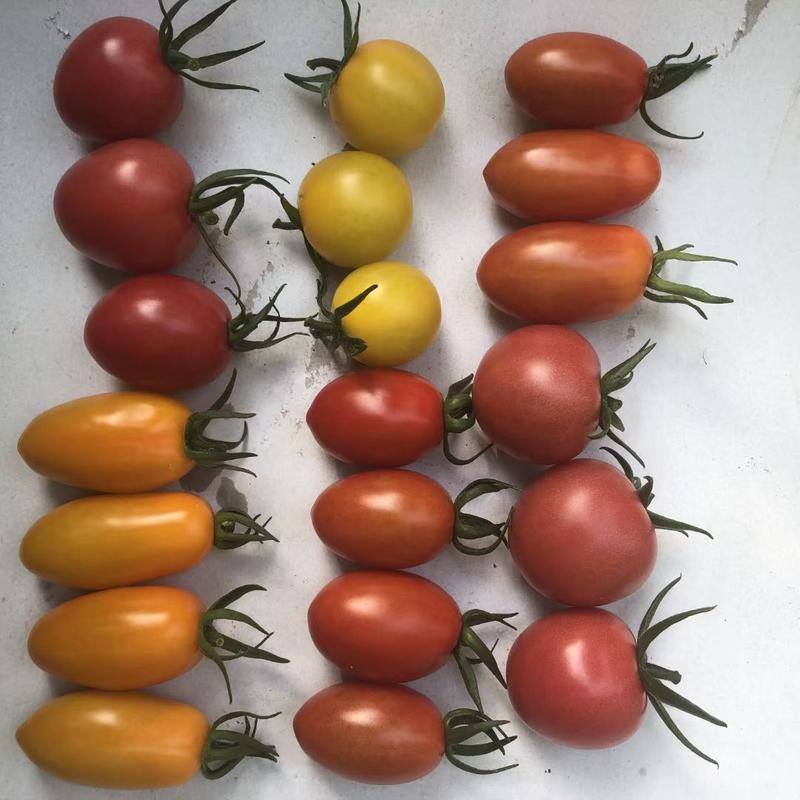 圣女果小番茄苗红黄小番茄苗根系发达抗性好亩产高