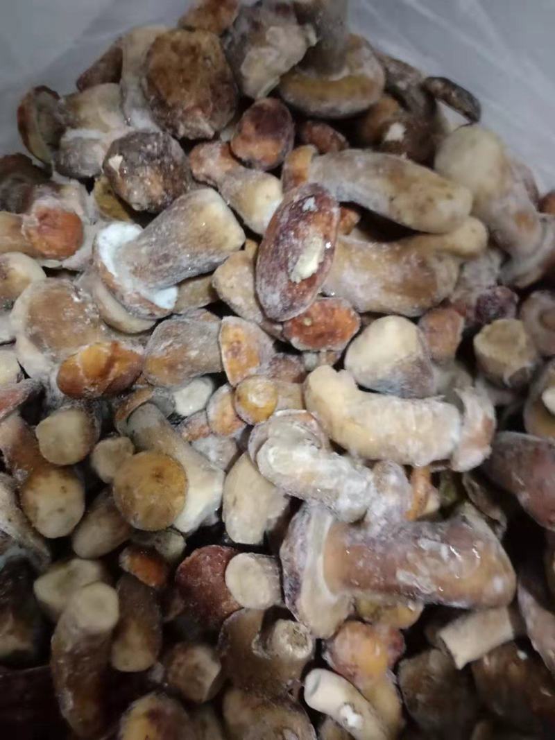 云南特产冰冻白牛肝菌美味牛肝菌大脚菇菌冻品产地直销
