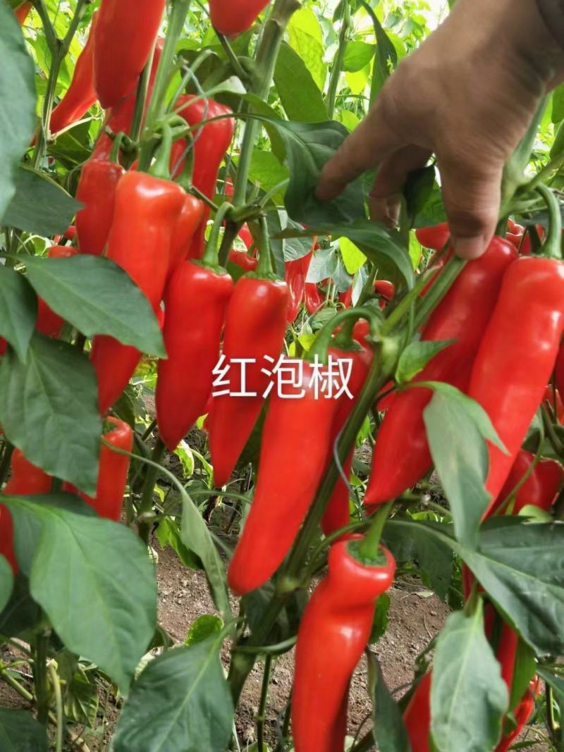 山东辣椒苗价格大果泡椒苗吉祥红泡椒种苗批发青红两用