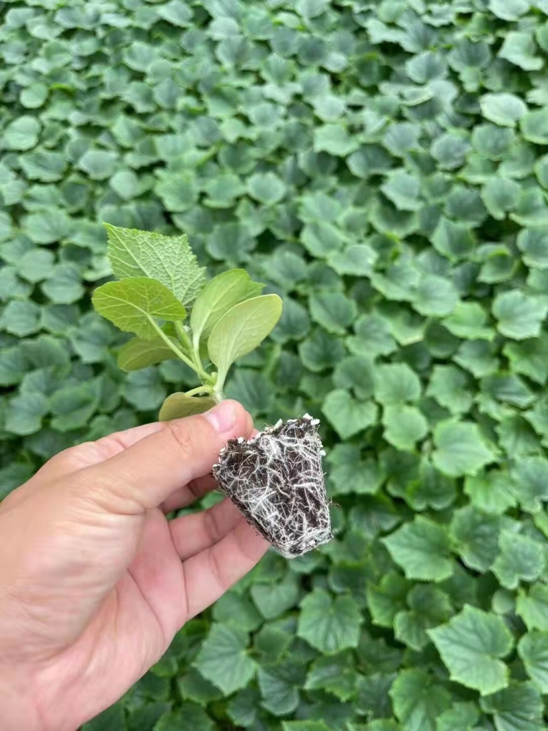 黄瓜种苗嫁接油亮黄瓜苗免蘸花短把密刺黑油量瓜