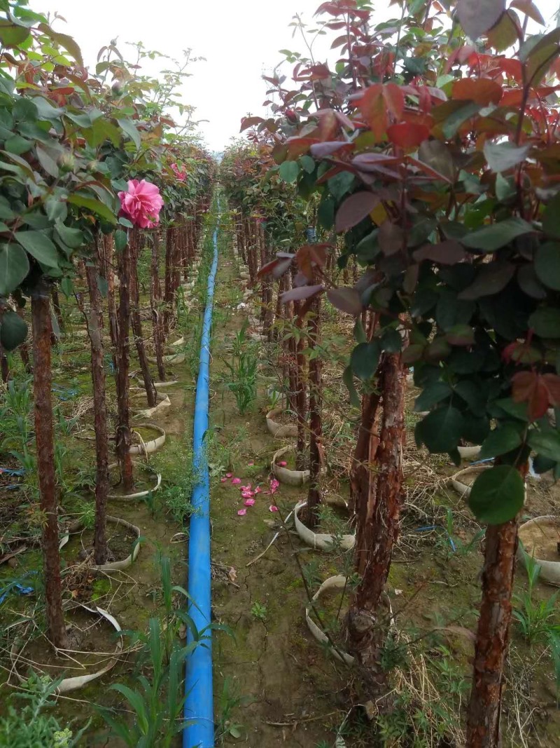 树状月季树桩月季月季棒棒糖月季自家苗圃一手货源