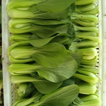精品油菜