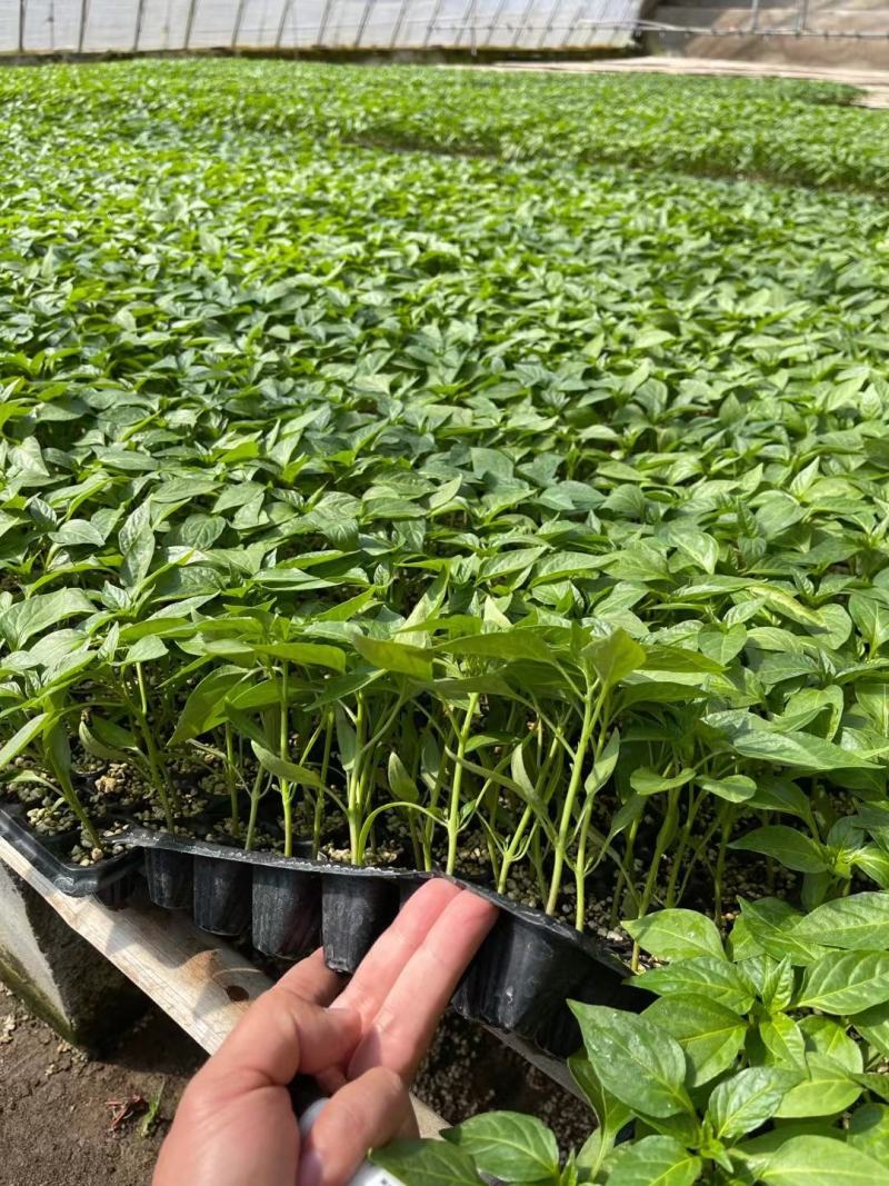 杭椒种苗杭椒1号6号7号辣椒苗二荆条线辣椒苗辣度好