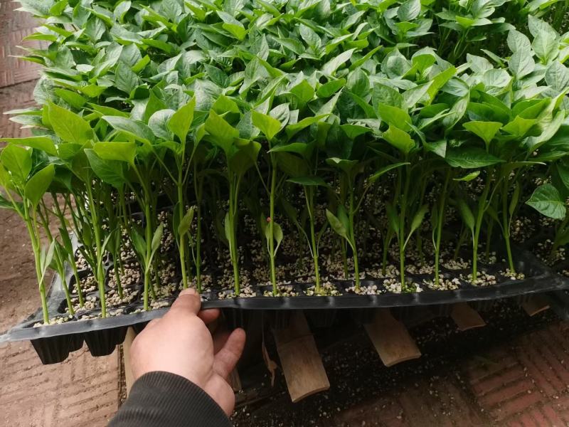 杭椒种苗杭椒1号6号7号辣椒苗二荆条线辣椒苗辣度好
