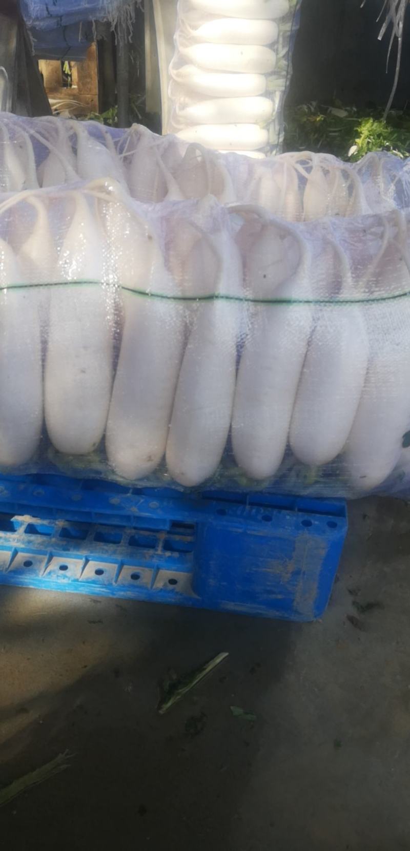 白罗卜冷库有货有需要的联系我