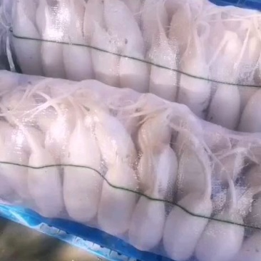 白罗卜冷库有货有需要的联系我