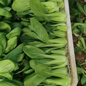 青菜