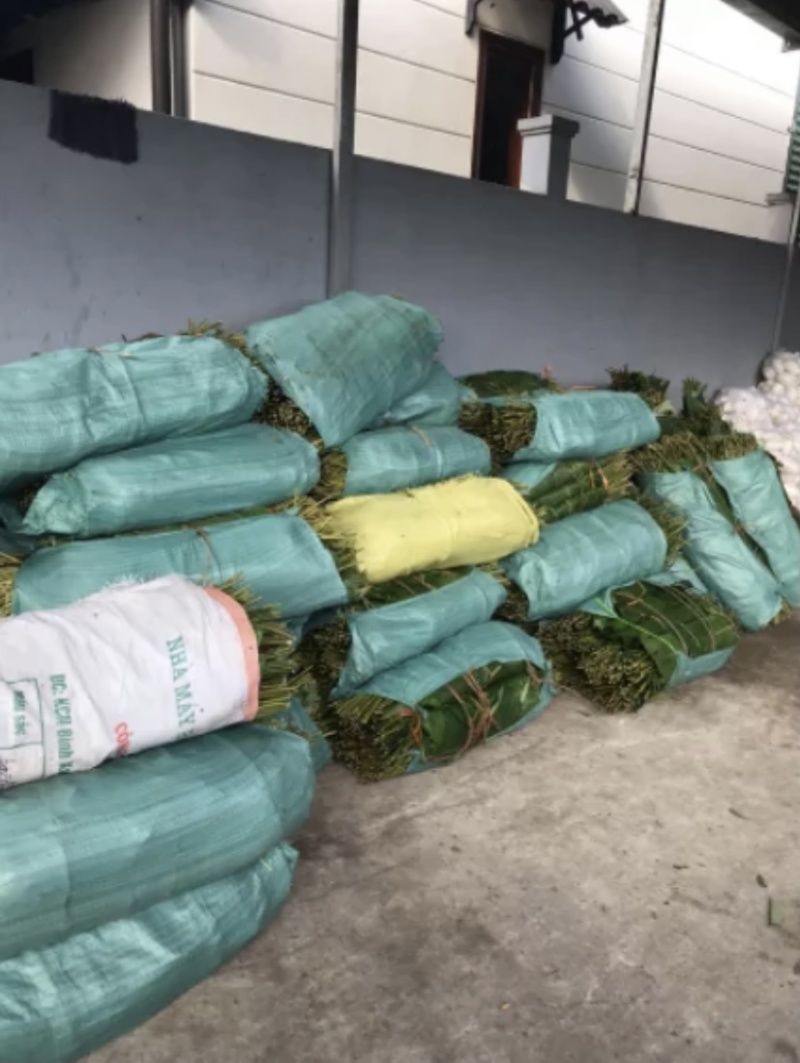 新鲜采摘芭蕉叶
