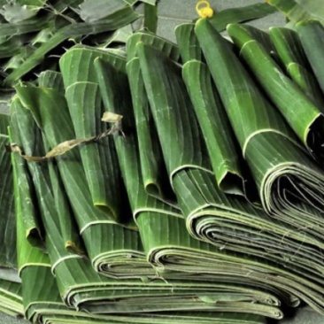 新鲜采摘芭蕉叶