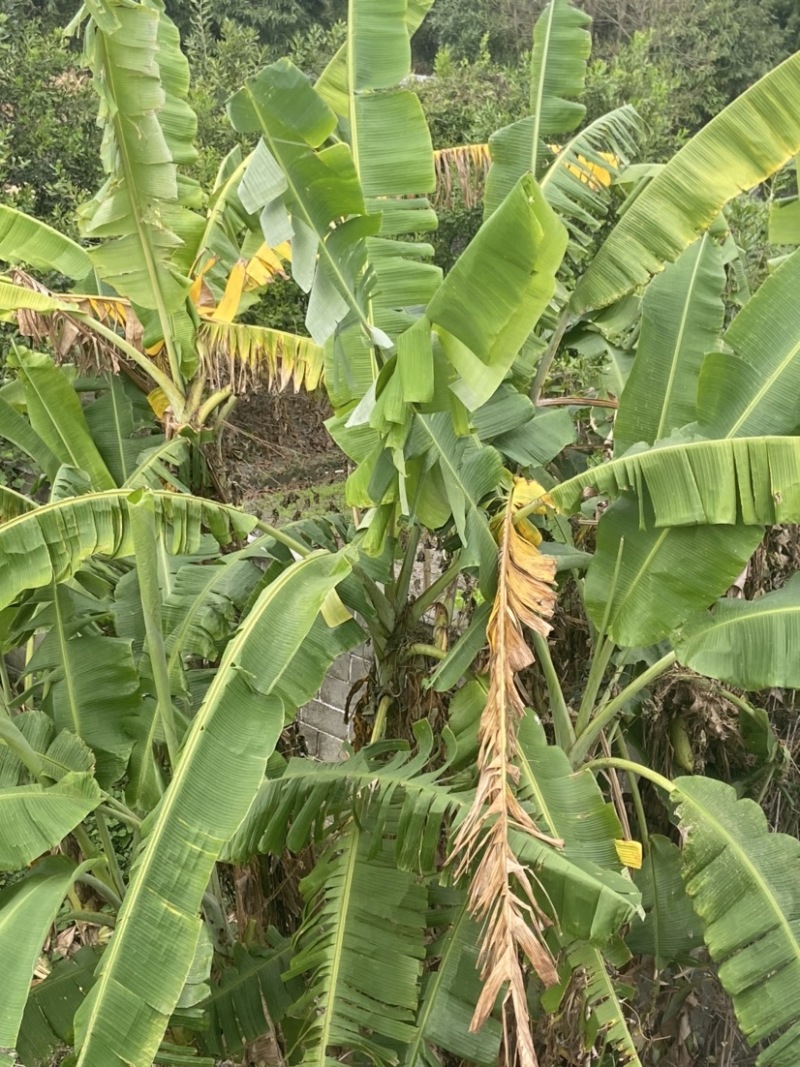 新鲜采摘芭蕉叶