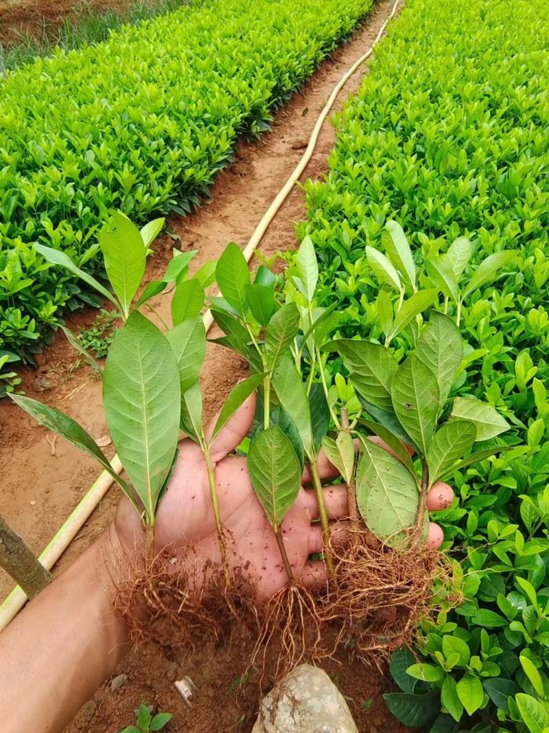 玫瑰中叶栀子花扦插小苗，小叶栀子花，产地直发