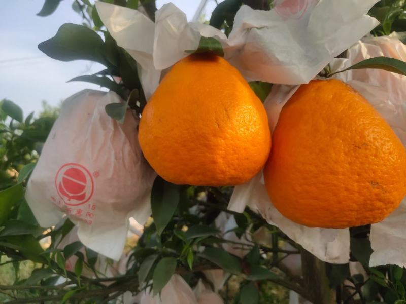 四川血橙，不知火，耙耙杆，市场货电商货承接全国，可视频货