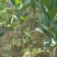 蜜广苗，棉桔，包正宗假一赔十提供免费种植技术