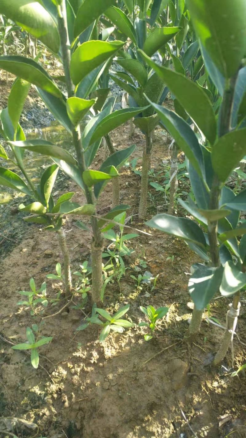 蜜广苗，棉桔，包正宗假一赔十提供免费种植技术