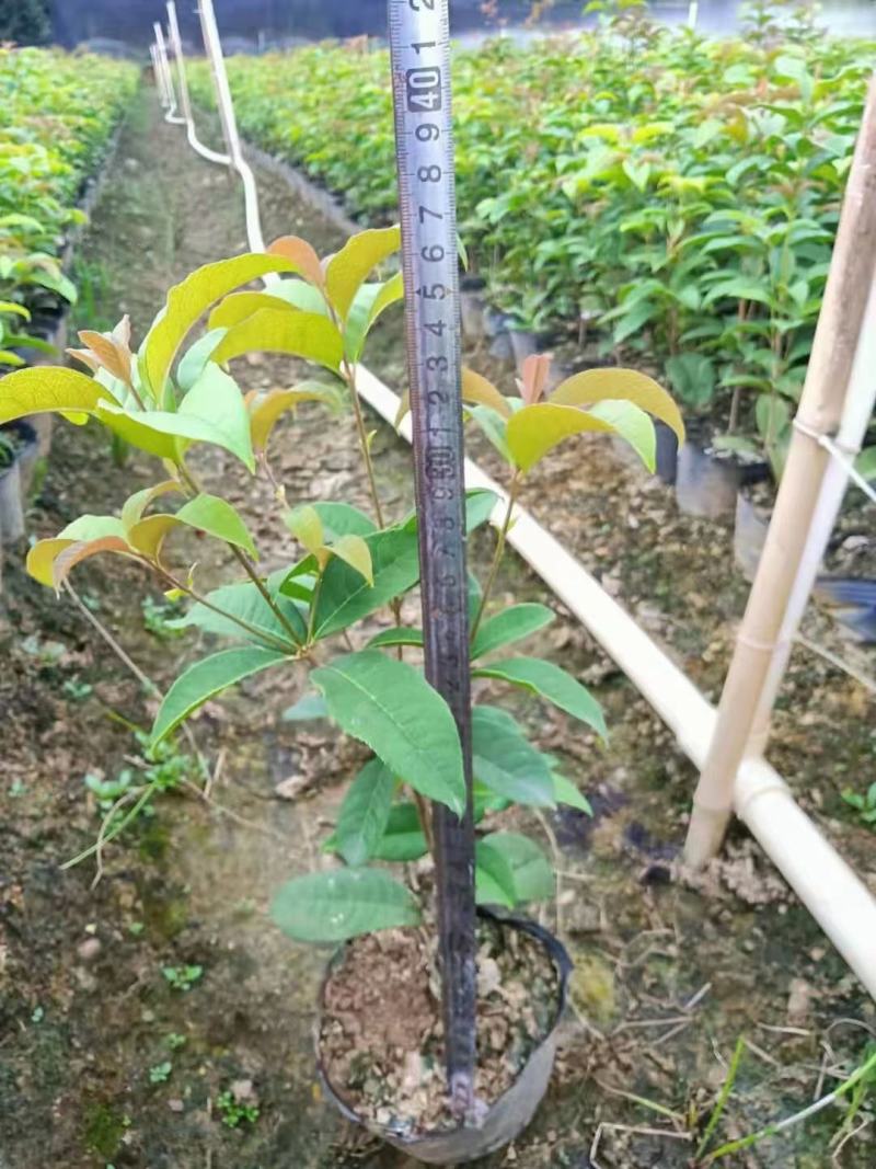 大量供应四季桂扦插小苗，杯苗，绿化工程苗