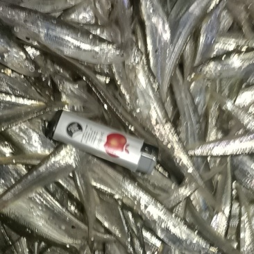 毛刀鱼，新鲜当天捕捞，冻品，质量保证，规格多多，诚信经营