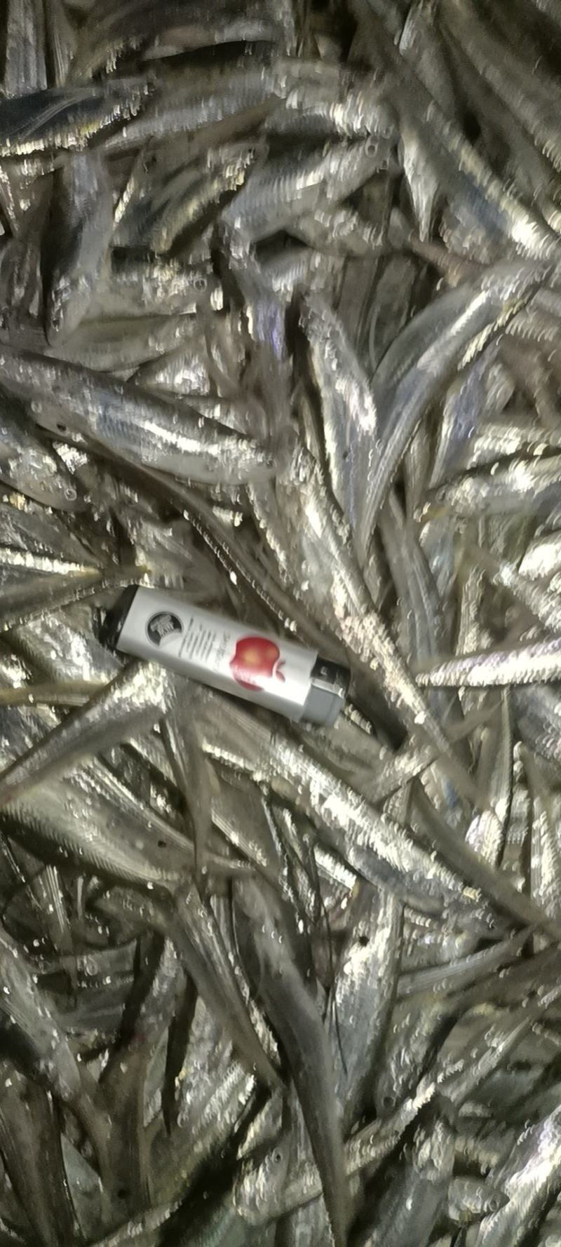 毛刀鱼，新鲜当天捕捞，冻品，质量保证，规格多多，诚信经营