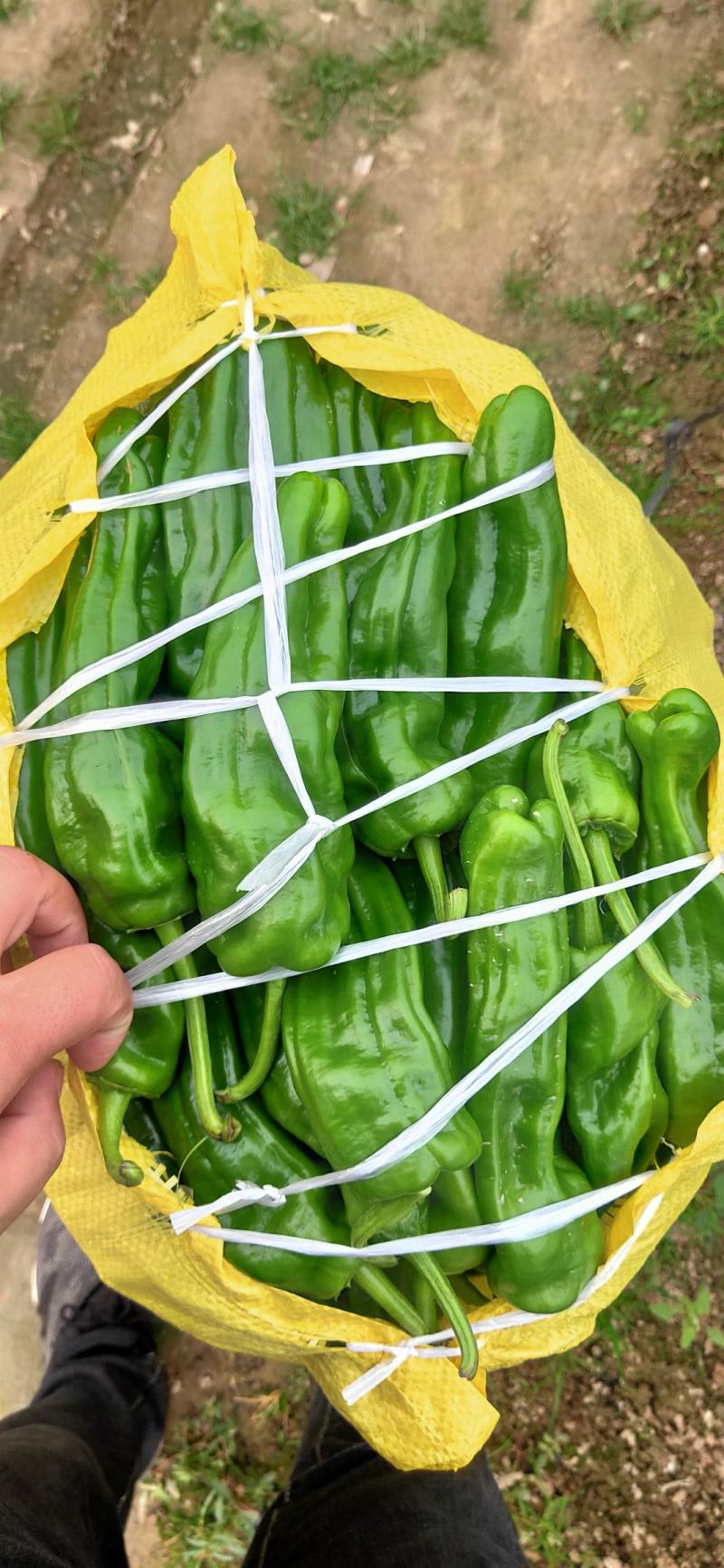 砀山薄皮辣椒芜湖椒线椒安徽辣椒品质保证