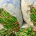 砀山薄皮辣椒芜湖椒线椒安徽辣椒品质保证