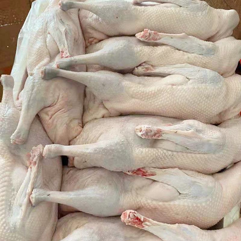 黑棕鹅广式烧腊烧鹅乌棕鹅光鹅冰鲜鹅新鲜醉鹅烤