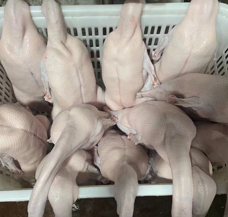 黑棕鹅广式烧腊烧鹅乌棕鹅光鹅冰鲜鹅新鲜醉鹅烤