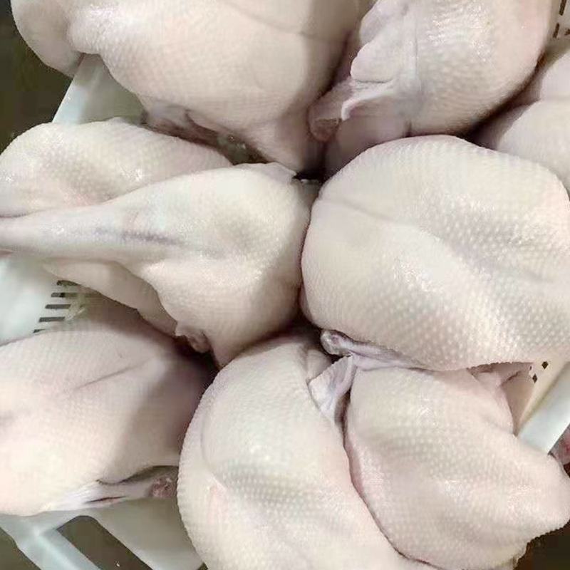 黑棕鹅广式烧腊烧鹅乌棕鹅光鹅冰鲜鹅新鲜醉鹅烤