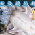 黑棕鹅广式烧腊烧鹅乌棕鹅光鹅冰鲜鹅新鲜醉鹅烤