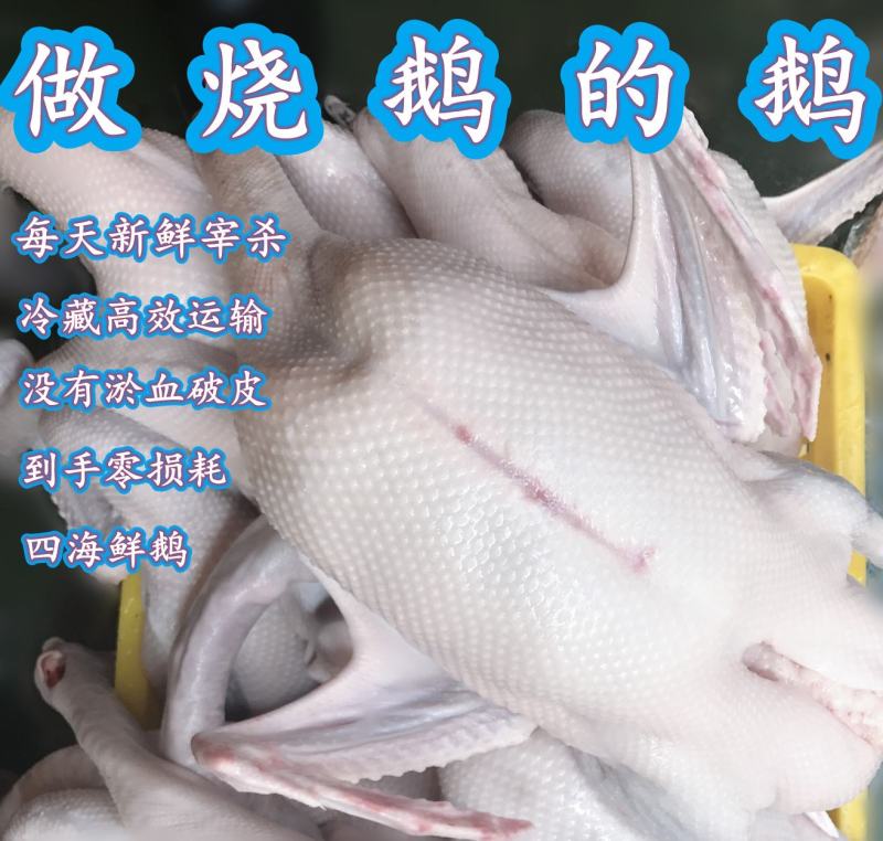 黑棕鹅广式烧腊烧鹅乌棕鹅光鹅冰鲜鹅新鲜醉鹅烤