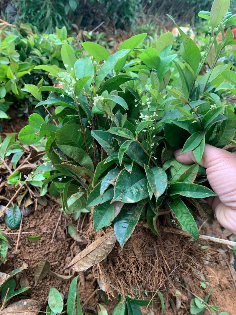 大量供应四季桂扦插小苗，杯苗，绿化工程苗