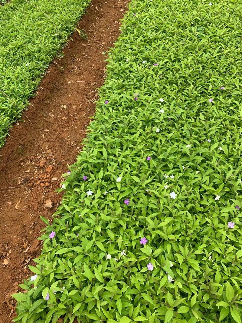 双色茉莉扦插小苗，绿化工程小苗，大量供应中，基地自种