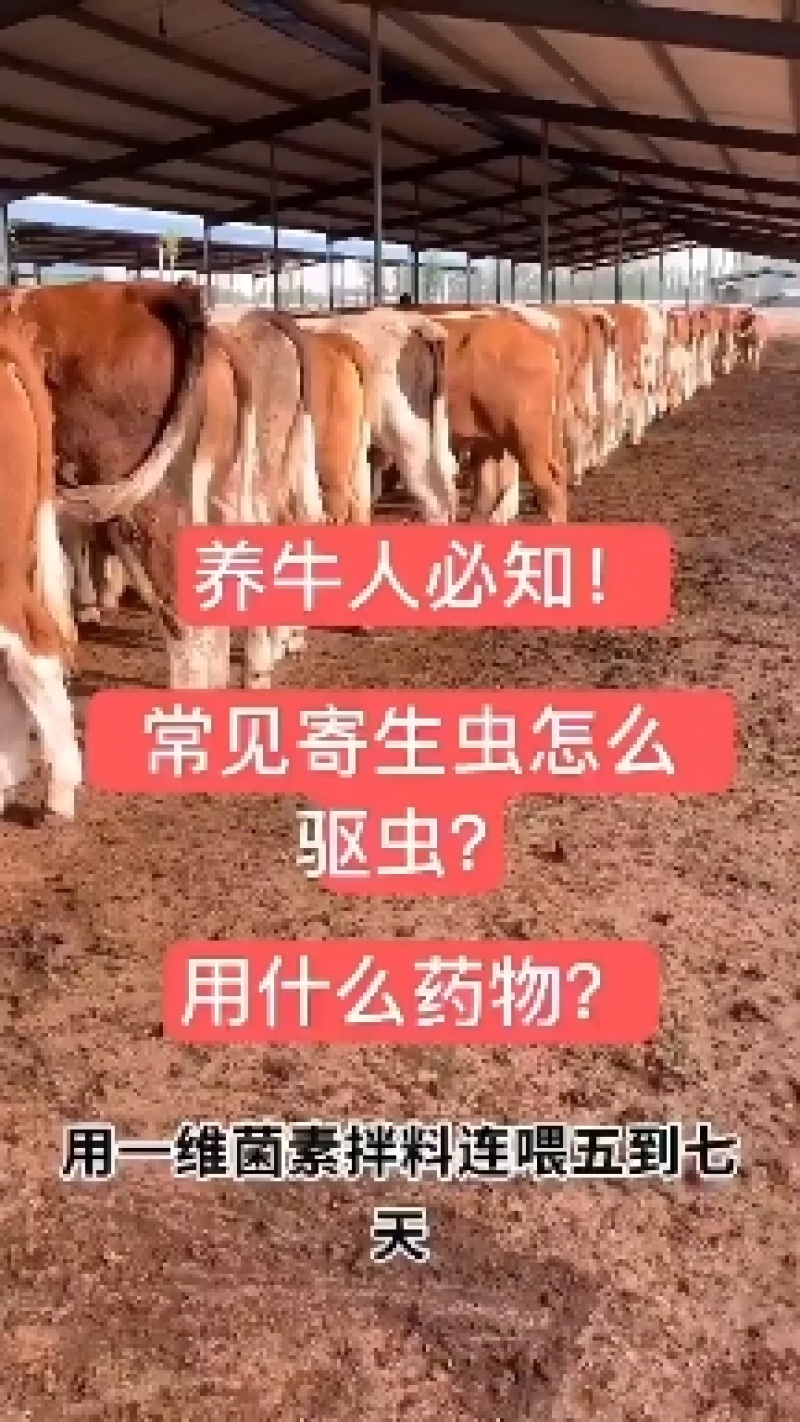 利木赞牛免费专车送货上门包打疫苗厂家直销