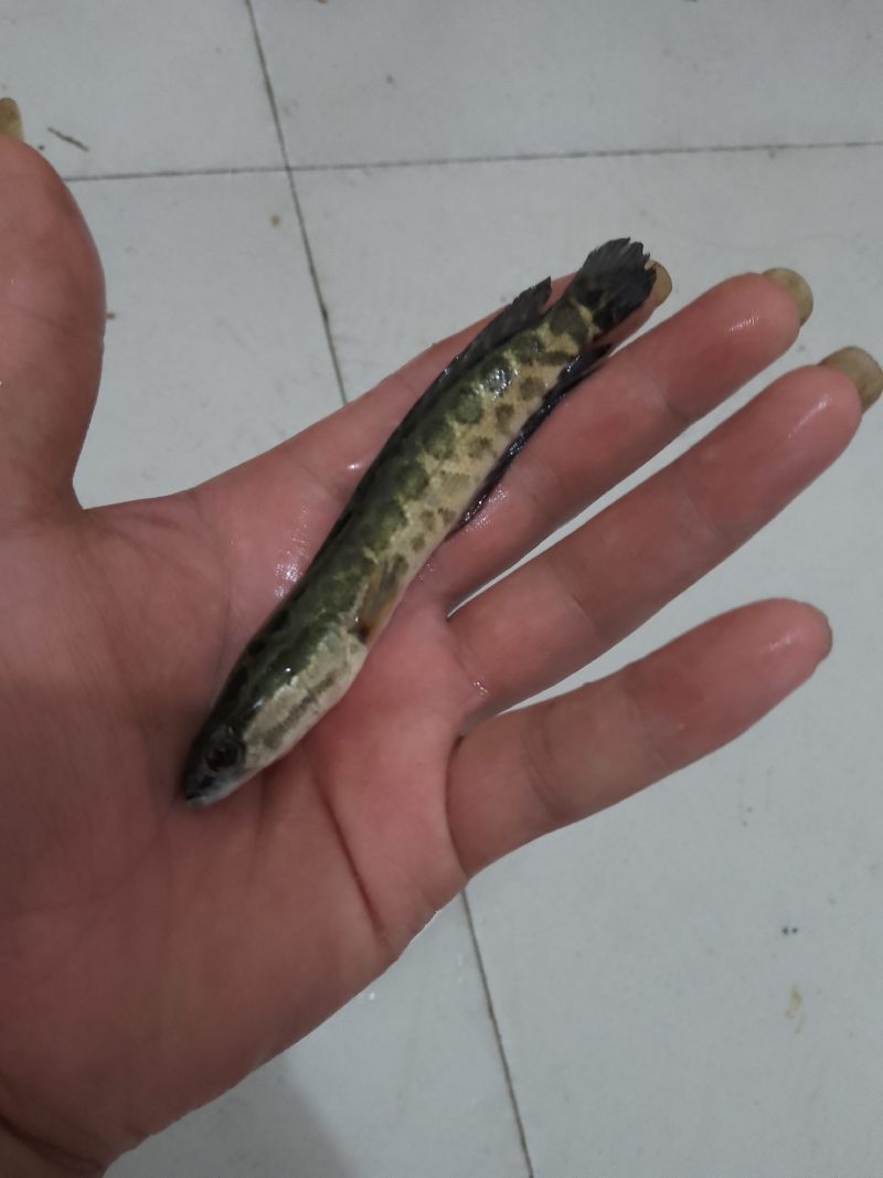 乌鱼苗优良品种抗病力强生长速度快基地直供，量大从优
