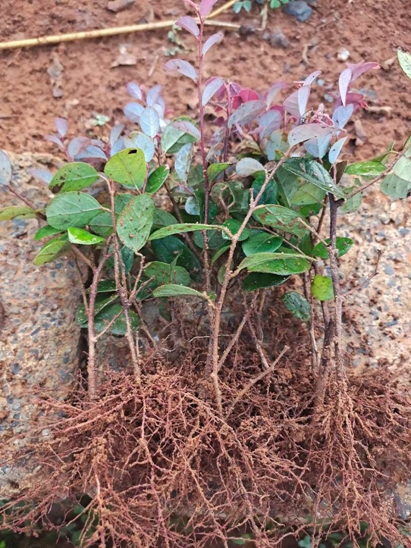 红花继木扦插小苗大量供应中，绿化工程苗。