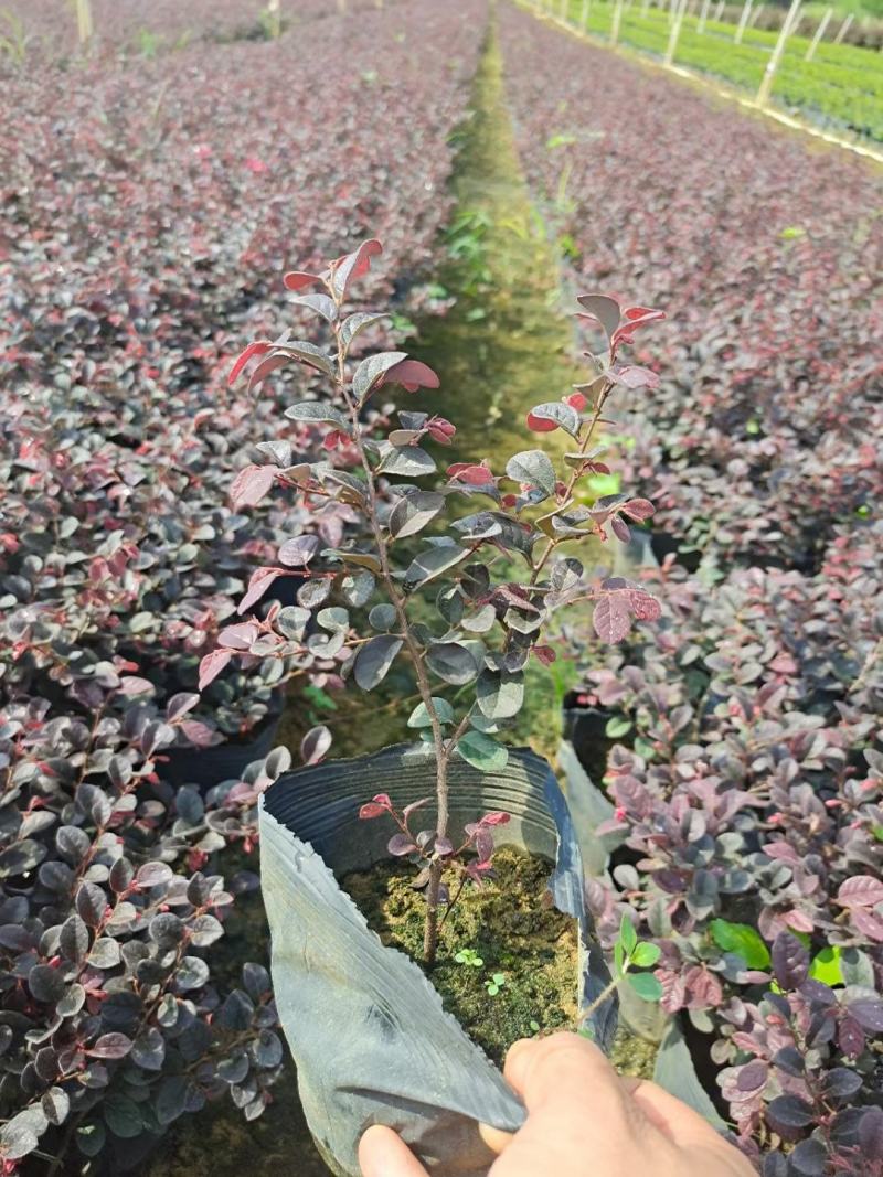 红花继木扦插小苗大量供应中，绿化工程苗。