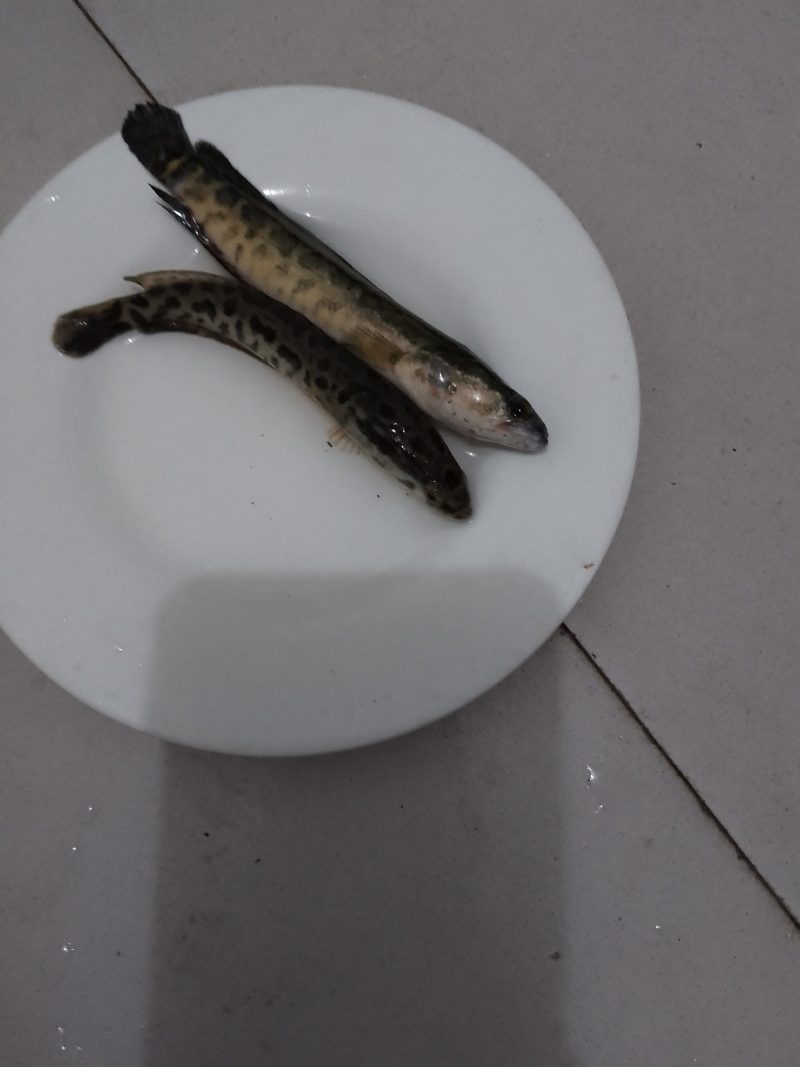 乌鱼苗优良品种抗病力强生长速度快基地直供，量大从优