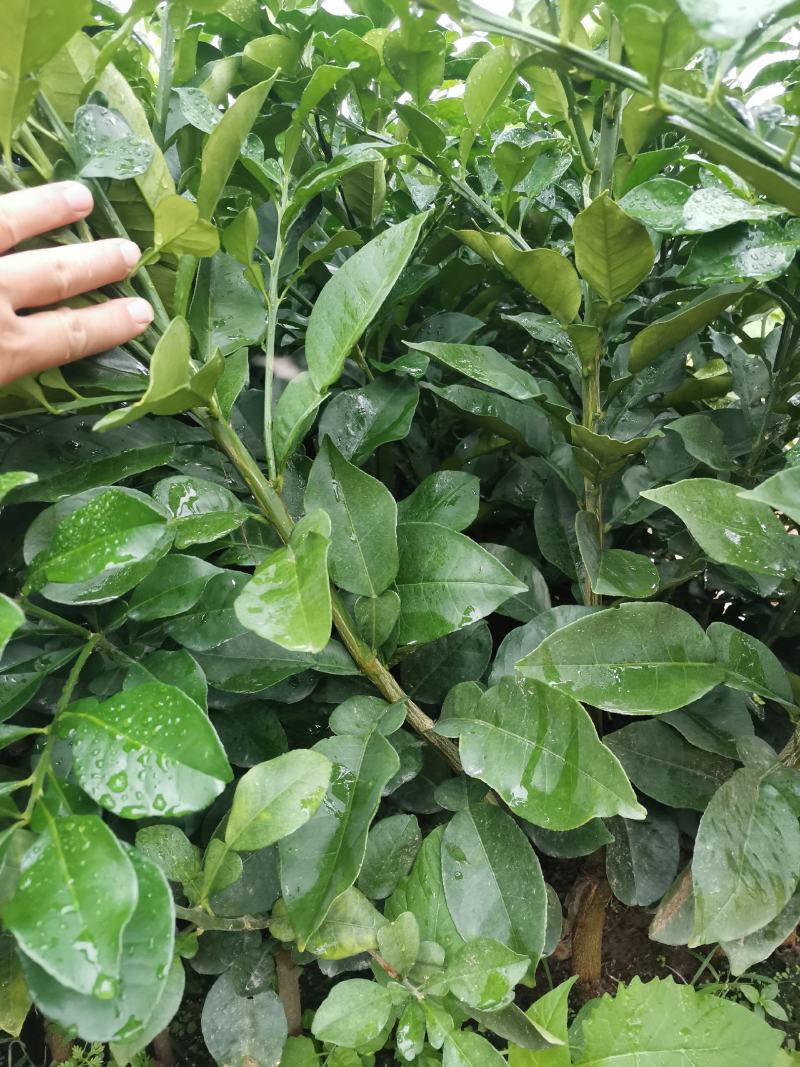 桂柚一号沙田柚，包正宗假一赔十（不用授粉提供免费种植技术