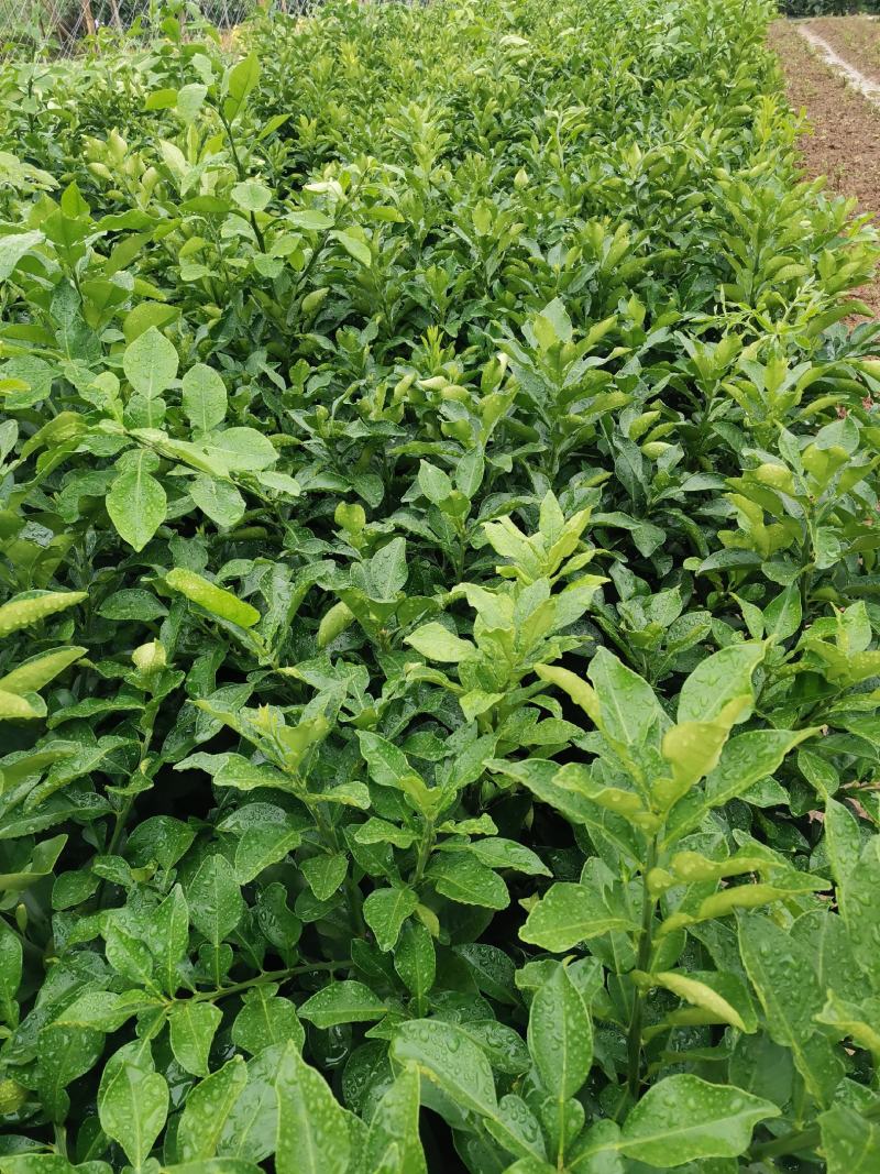 桂柚一号沙田柚，包正宗假一赔十（不用授粉提供免费种植技术