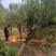 脆皮金橘大树,3-10公公,可带果,带土球出售