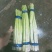 福建云霄芦笋