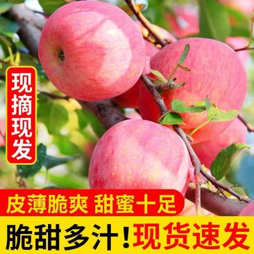 【苹果】山东苹果产地直销价格便宜保质保量