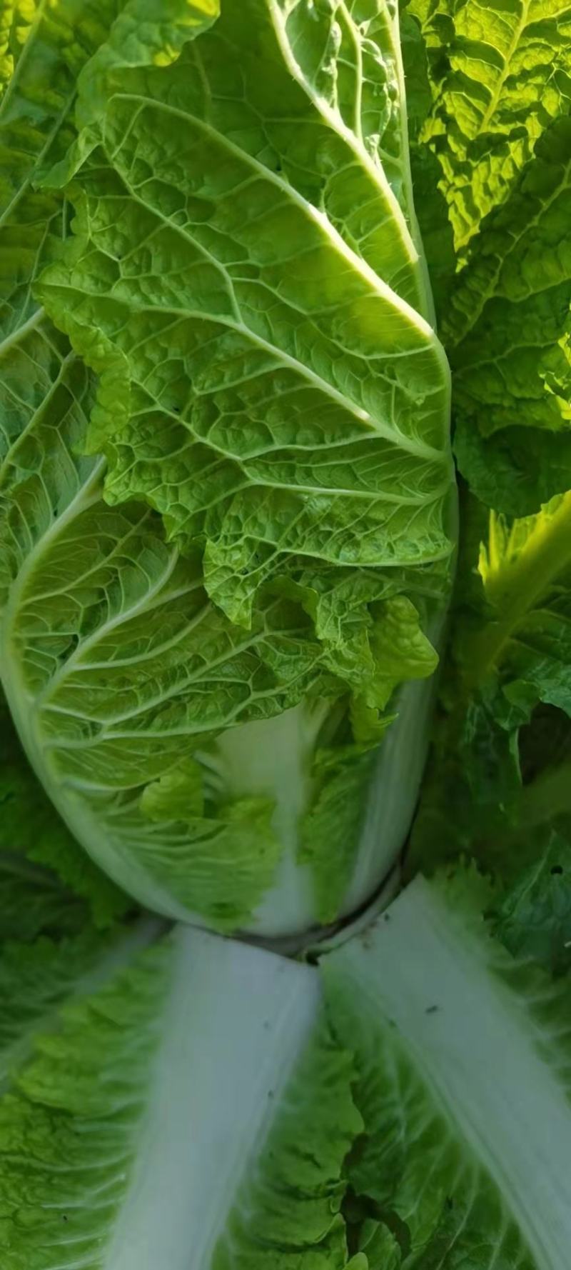 河北邢台金翡翠大白菜黄心大白菜酸菜加工厂货源