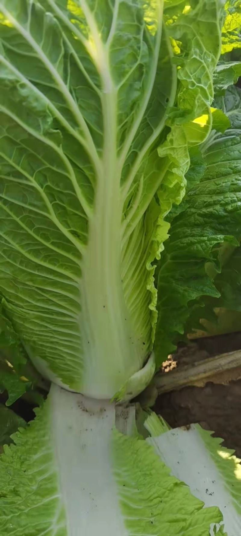 河北邢台金翡翠大白菜黄心大白菜酸菜加工厂货源