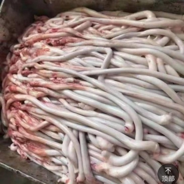 新鲜精品猪鞭