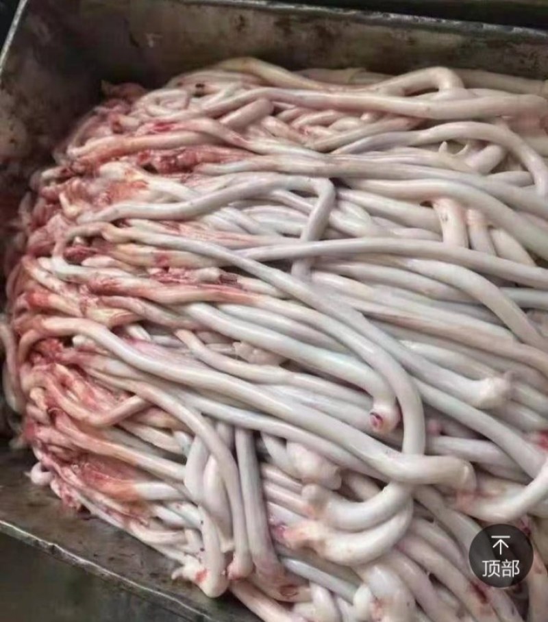 新鲜精品猪鞭